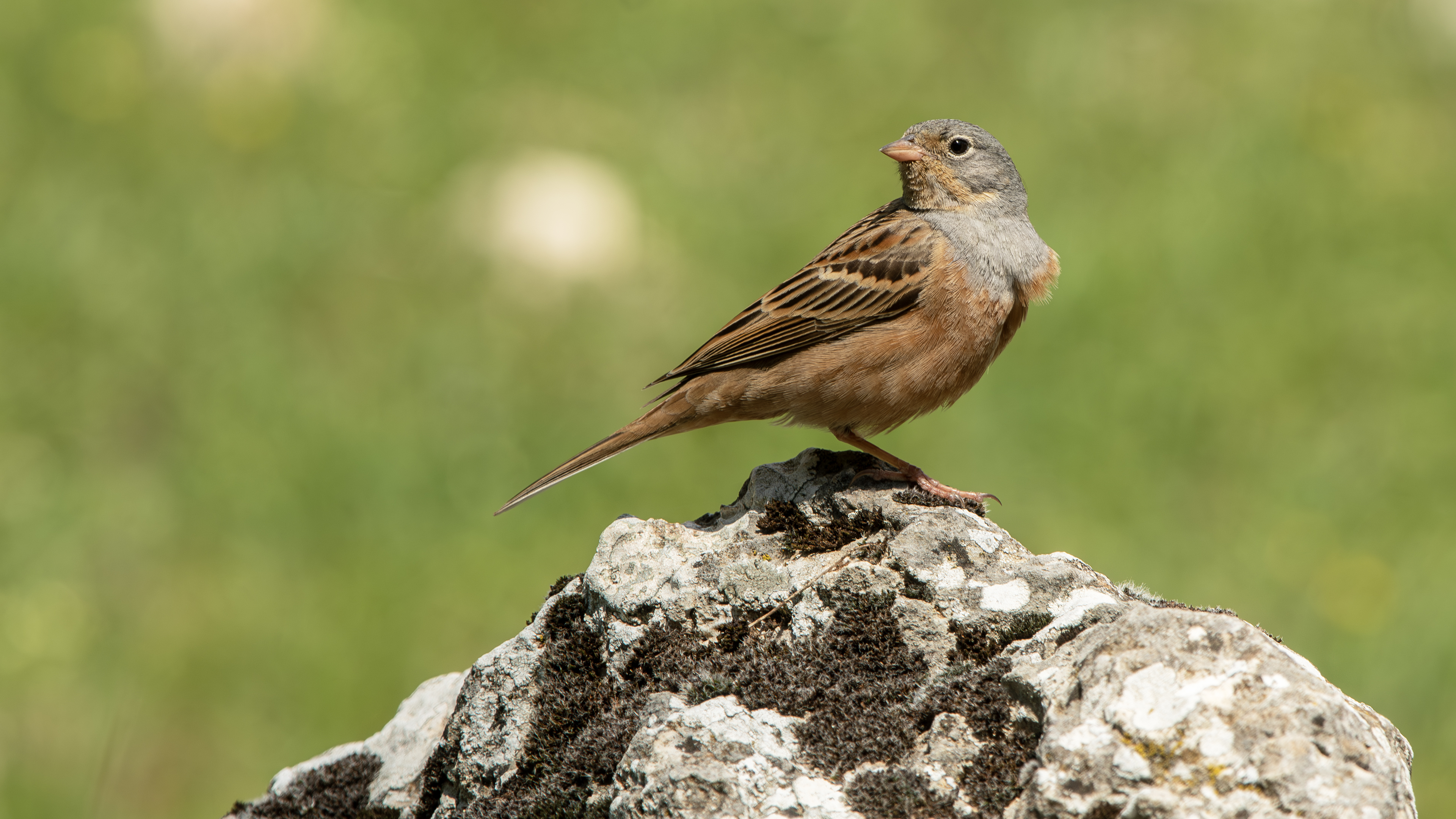 Cretzschmar's Bunting
